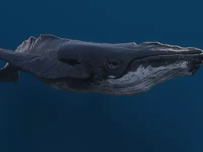 Humpback whale top quality realistic Low-poly 3D model