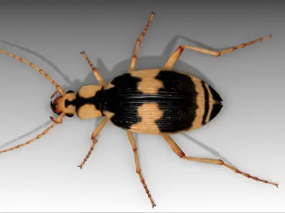 Bombardier Beetle Low-poly 3D model