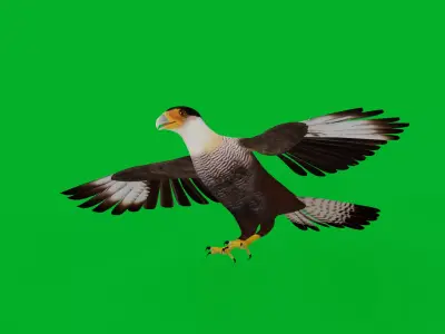 Caracara Falcon Bird Low-poly 3D model