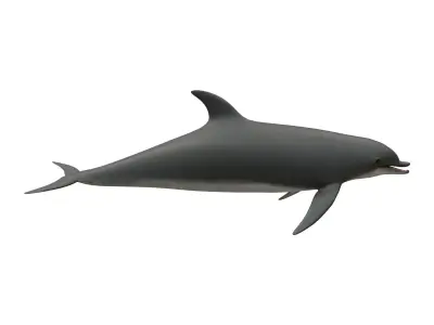 dolphin Low-poly 3D model 4