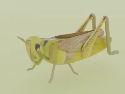 grasshopper Low-poly 3D model purchase
