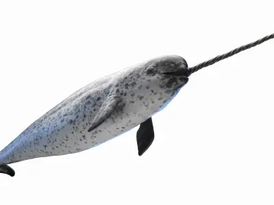 Narwhal Animated 3D model
