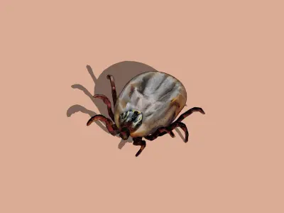 Big Tick Low-poly 3D model