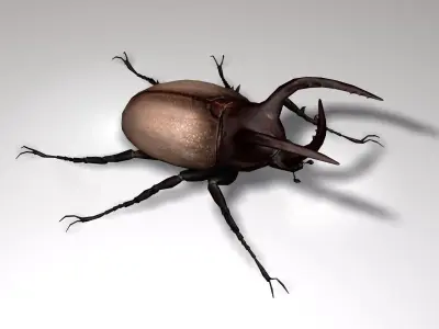Rhino Beetle Fighting  Low-poly 3D model