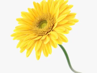  Gerbera 1 