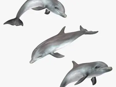 Dolphin Animated Collection 3D model