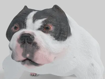3D Pitbull Model bulldog Low-poly 3D model