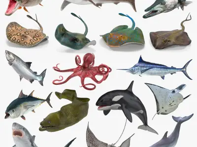 Rigged Fishes Collection 5 3D model