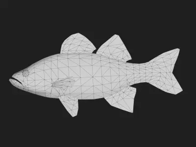 Whitebass Low-poly 3D model purchase