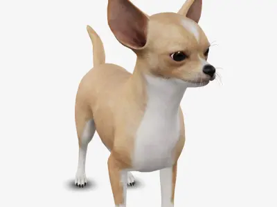dog chihuahua Low-poly 3D model