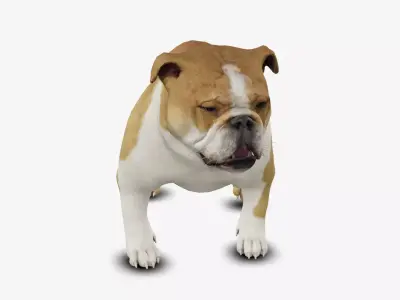 Dog English Bulldog Low-poly 3D model