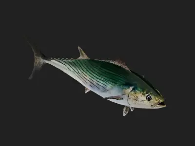 Tuna fish Low-poly 3D model get