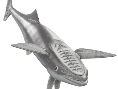  Remora Fish Rigged for Cinema 4D 