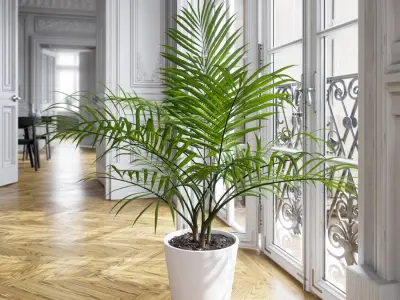  Bangalow Palm Potted Plant Model  get