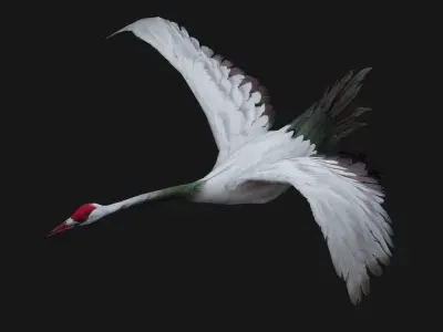 Crane Bird A3 3D model