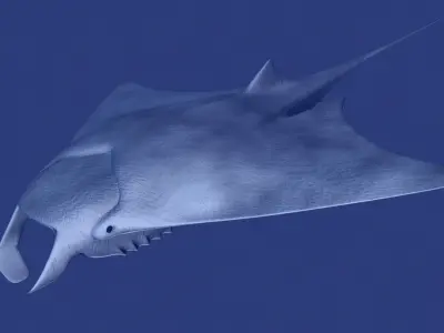 Manta Ray 3D model buy