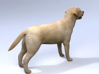 Labrador retriever Low-poly 3D model purchase