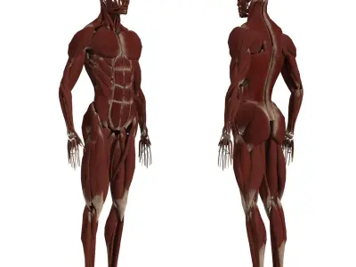 Complete Human Body Anatomy - Muscles Skeleton Internal Organs 3D model
