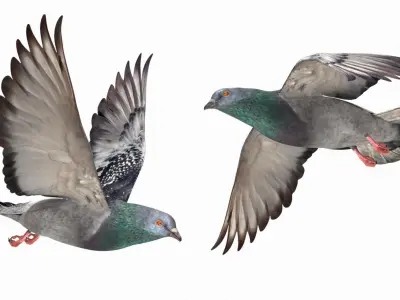 Pigeon Low-poly 3D model 5
