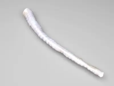 Tapeworm 3D model
