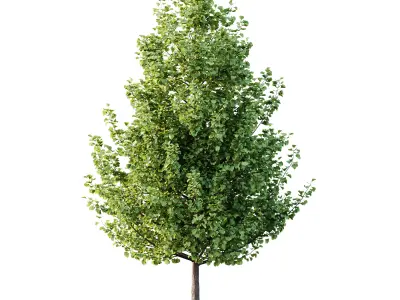 Maidenhair Ginkgo Biloba Tree 01 3D model