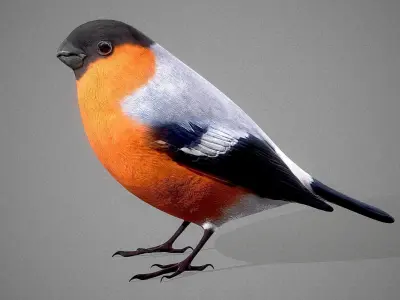 Bird Bullfinch 3D model 3D model