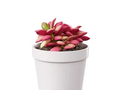  Sunrise Succulent Potted Plant Model 