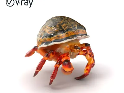 Hermit Crab Detailed Marine Creature model pack Low-poly 3D model