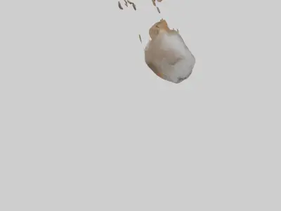 Squirrel Tail 3D model
