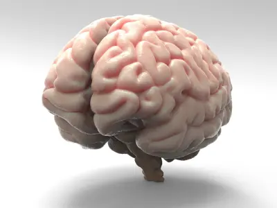 Brain 3D model