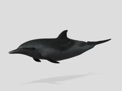 Pantropical Spotted Dolphin Animated  Low-poly 3D model