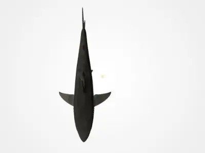 SHARK LOW PLOY 3D model