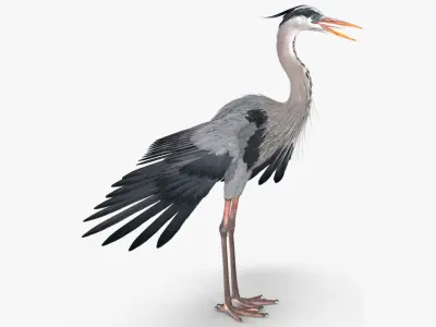 Grey Heron Rigged for Maya 3D model