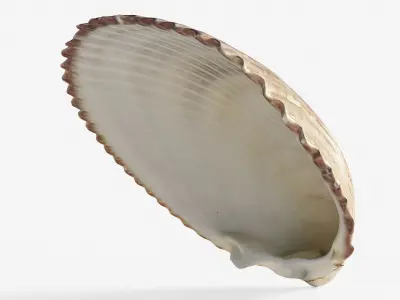 Scanned seashell Low-poly 3D model purchase