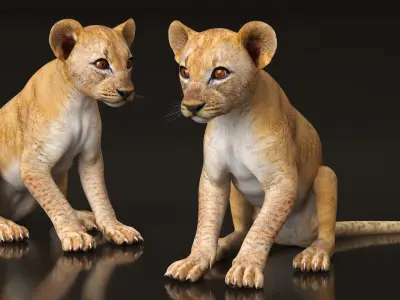 Lion Cub Sitting 3D model