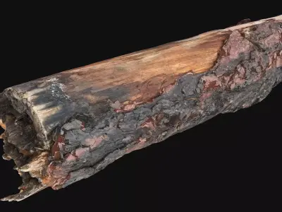 Real World Tree trunk wood 3d scan in highpoly 3D model