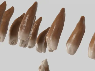  Beluga Whale Teeth 