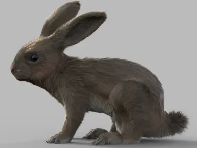 rabbit FURRIGGED 3D model