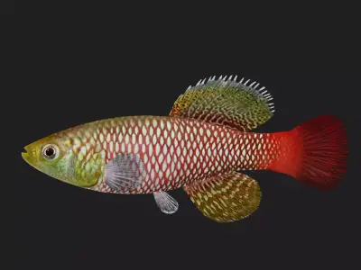 Killi fish Low-poly 3D model