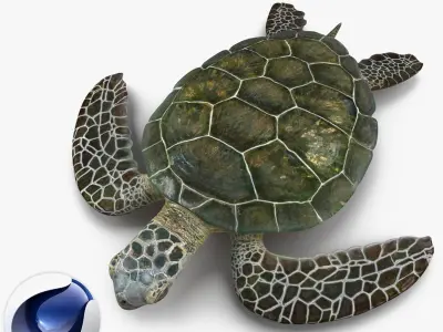  Sea Turtle Rigged for Cinema 4D 