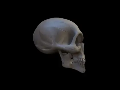 3d Model Skull Mask Human  Head 3D model