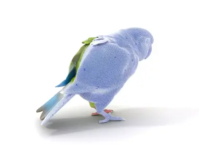 Colorful Parrot model pack Low-poly 3D model purchase