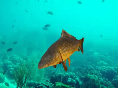Carp fish Low-poly 3D model buy