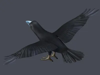 Crow Raven Black Bird Black Crow raven corvus animal bird  3D model