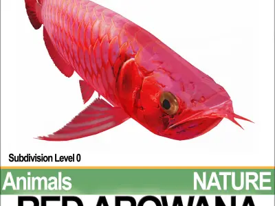 Red Arowana 3D model purchase