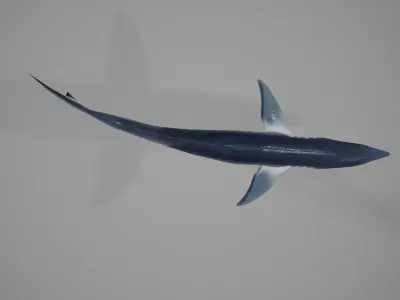 Mako Shark Low-poly 3D model