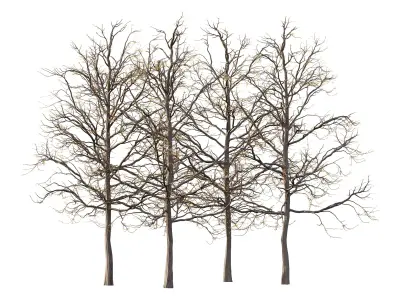 Mountain Ash Tree 07 3D model