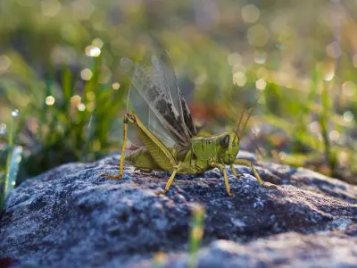 Common Field Grasshopper 3D Model