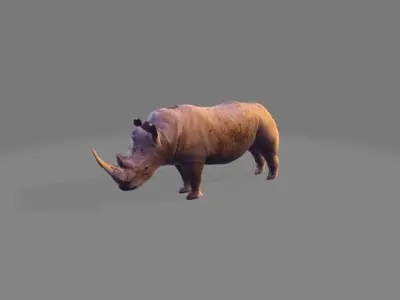 Rhino 3D model buy
