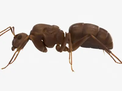 4K Lifelike Ant Low-poly 3D model